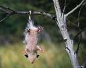 9704opossum001.