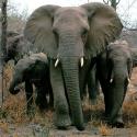 9727_african-elephants.