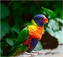 9747_loro-arcoiris_500.