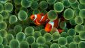97604_two_colorful_fish_1108.