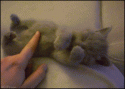 9769_gif_cat_6_25.