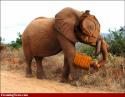 98035_Elephant-Gas-Mask--37456.