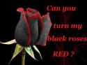 98105_Black_roses_1.