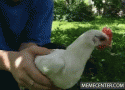 98356_chicken-y-ur-head-no-move_o_770462.