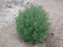 9861salsola_collina1.