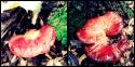 9888_collageyiiu.