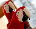 9901langkawi_parrots_wallpaper_2_1280x1024.