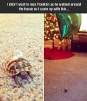 99021_cool-tortoise-balloon-birthday-house.