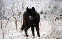 99359_Wolf2.