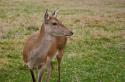 99561_oct-08lir.