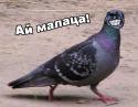 99756_ai_malaca.