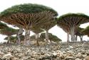 9975Socotra_Island_10.