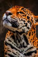 99764_tumblr_mj8eph1vwQ1qigj88o1_500.
