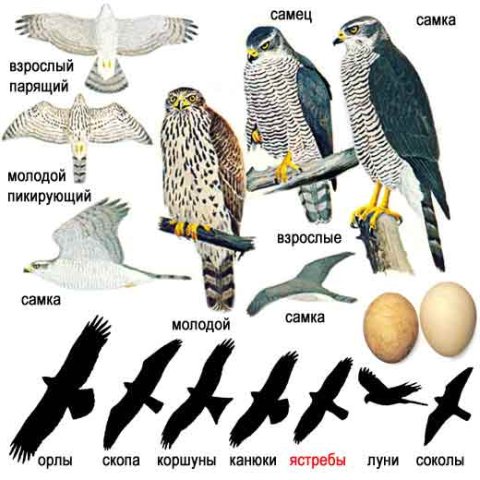 Хищные Птицы Сибири Фото