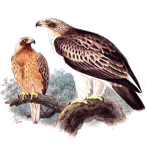 37455_Hieraaetus_pennatus.jpg