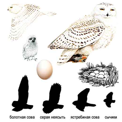 Хищные Птицы Татарстана Фото