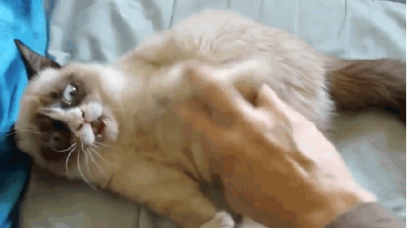 43265_file.gif
