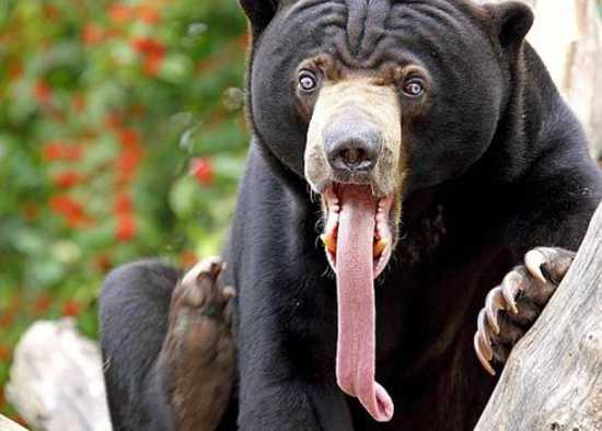 [Изображение: 72013_sunbear.JPG]