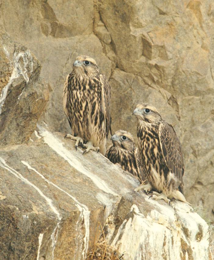 73009_falco_cher.jpg