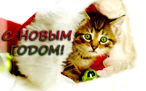 http://www.pictureshack.ru/images/9352cats-new-year-07.jpg