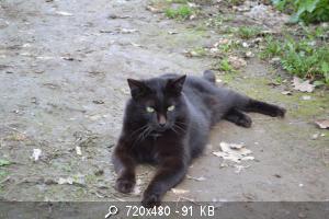 Поговорим о кошках 23